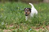 FOX TERRIER 552